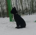 Чёрная пантерка
