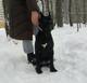 Чёрная пантерка